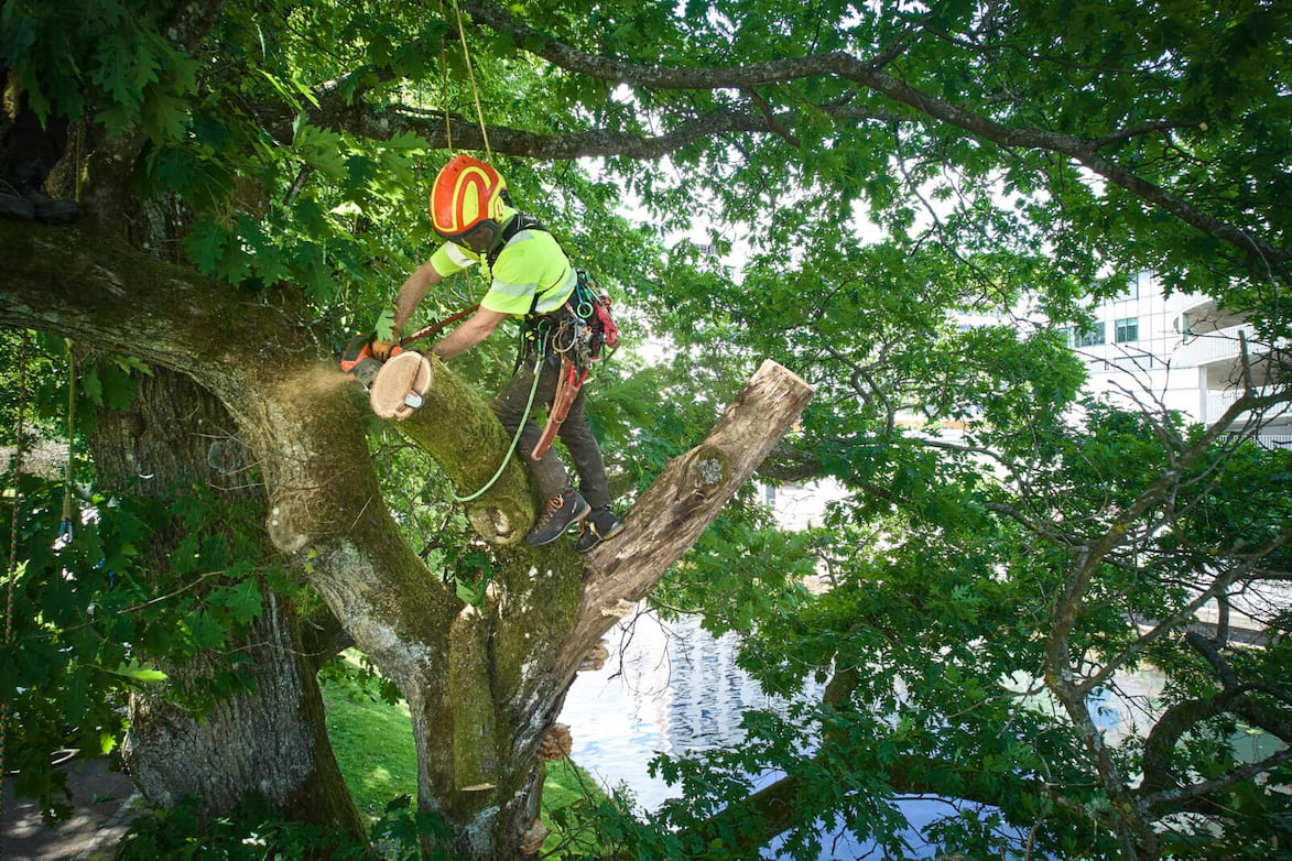 Underhållsbeskärning