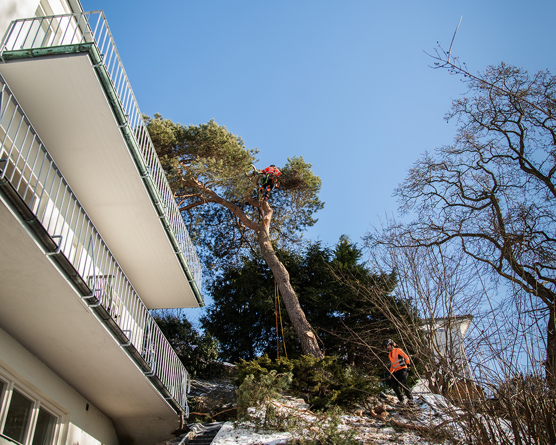 Säker trädfällning vid villa i Örgryte